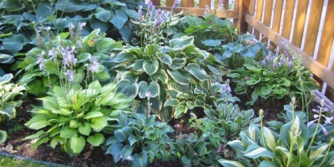 Trebam li orezati domaćina za zimu: uslovi i pravila za rezidbu